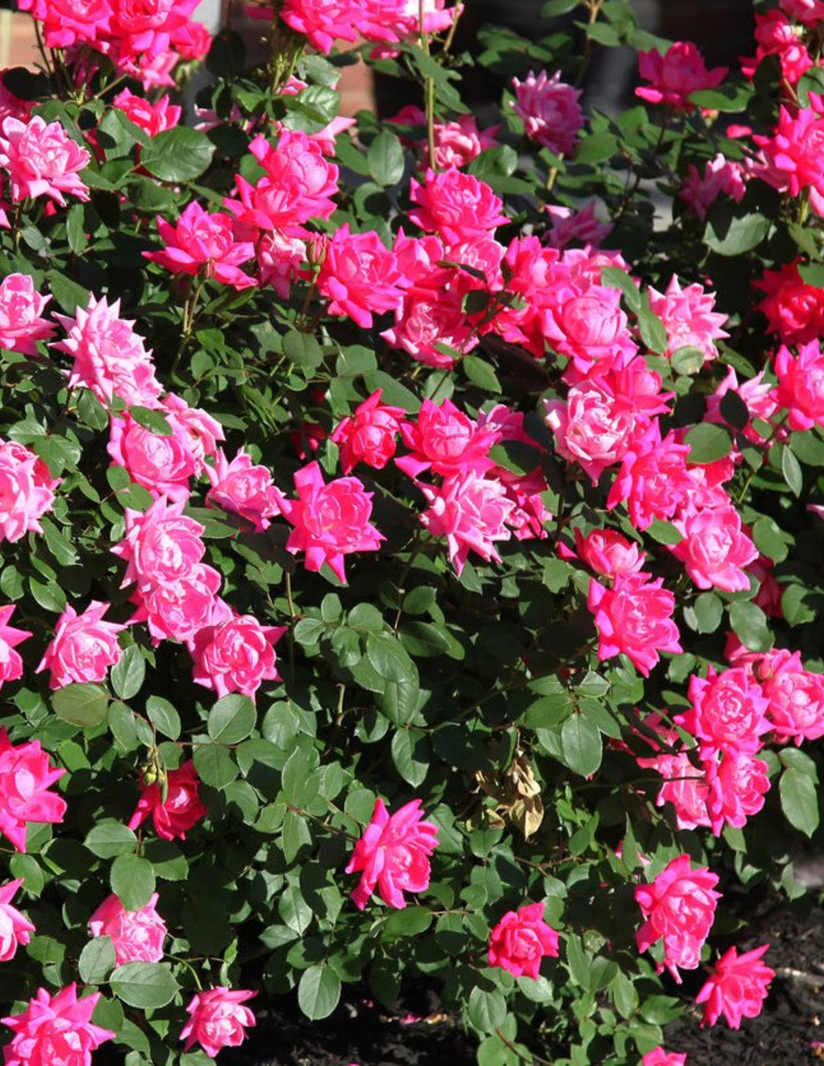 Pink Double Knock Out® Rose