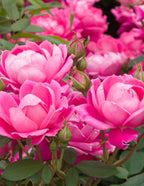 Pink Double Knock Out® Rose