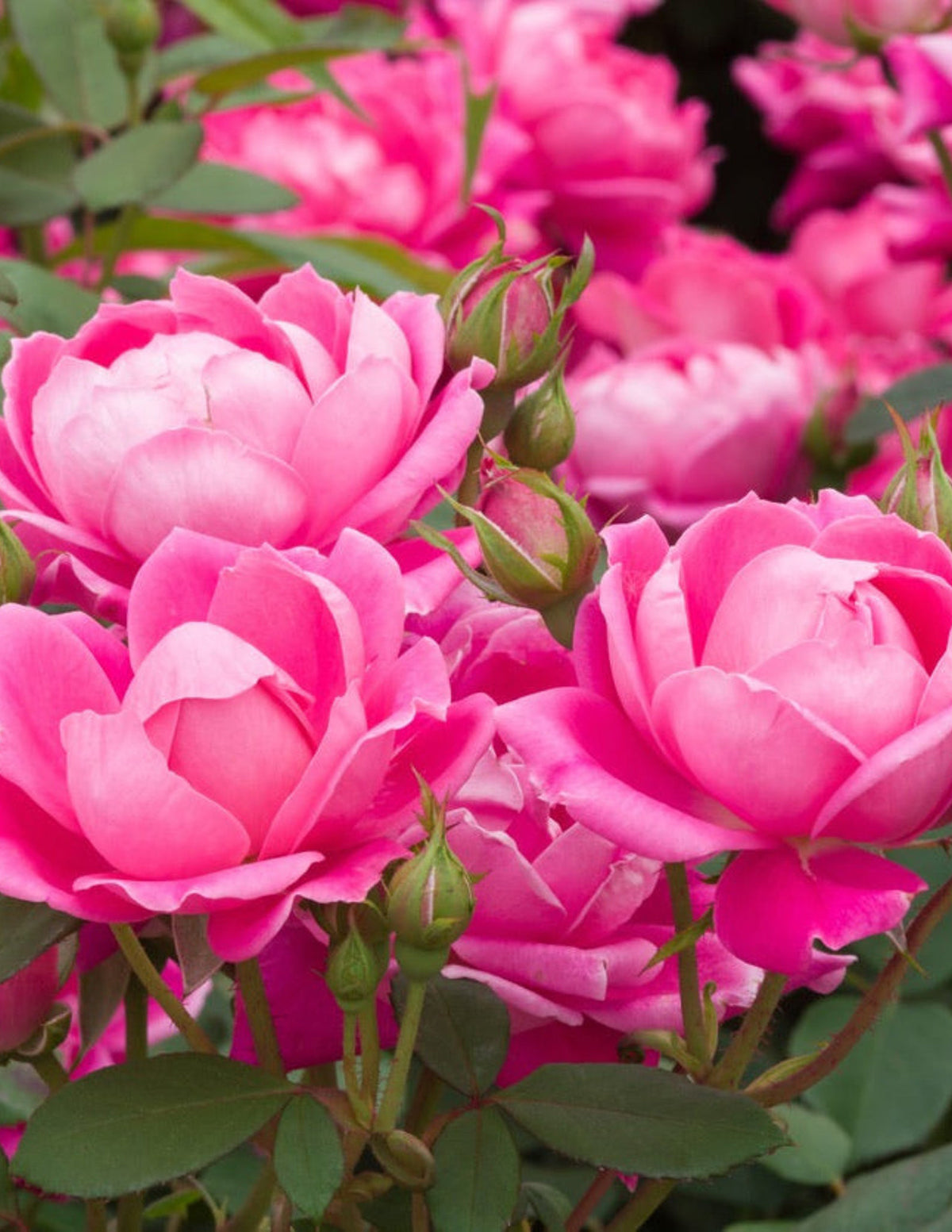 Pink Double Knock Out® Rose