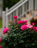 Pink Double Knock Out® Rose