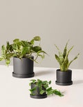 bundle | 3 Plants | Hyde | Black