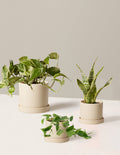 bundle | 3 Plants | Hyde | Cream