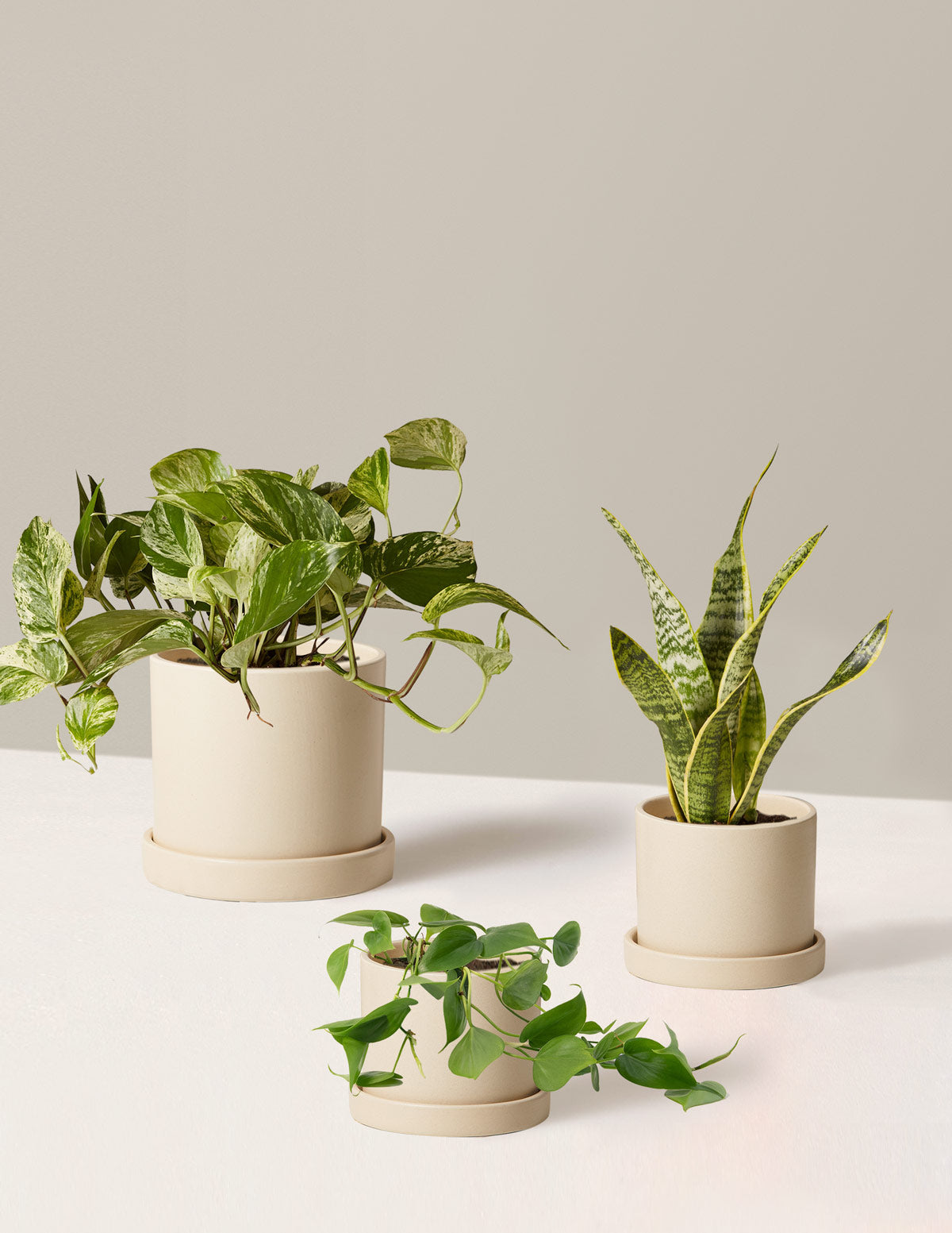 bundle | 3 Plants | Hyde | Cream