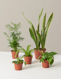 bundle | 5 Plants | Grow Pot