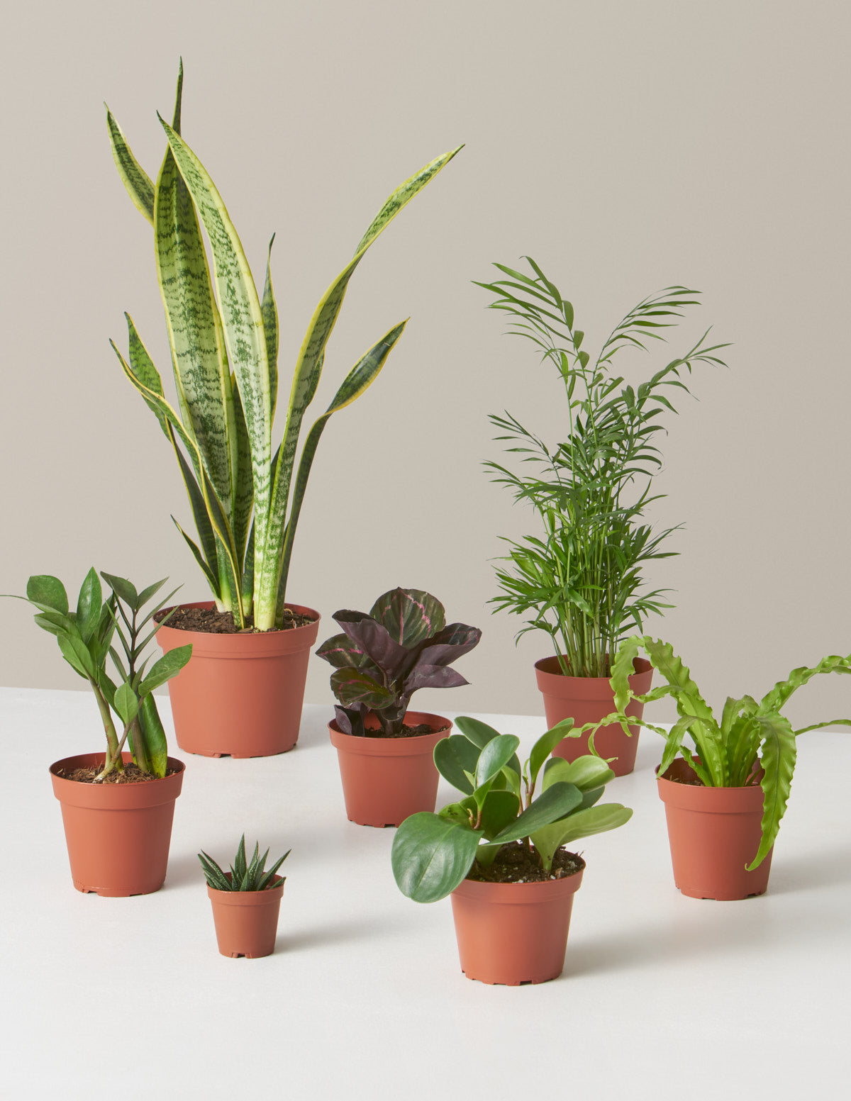 bundle | 7 Plants | Grow Pot