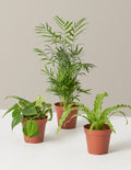 bundle | 3 Plants | Grow Pot