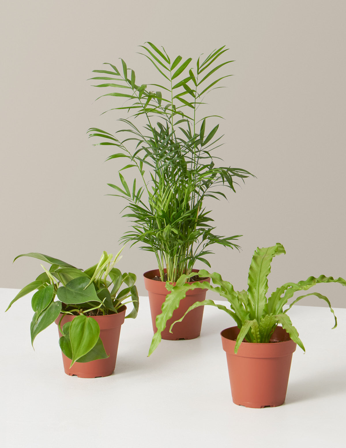 Plant Parent Set - 5 Grow Pot