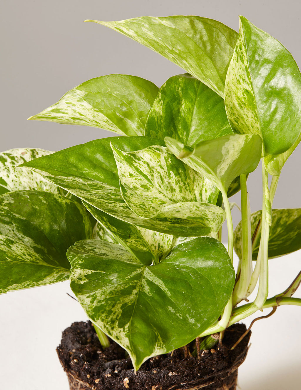 Fits your Sill: The Trailing Duo