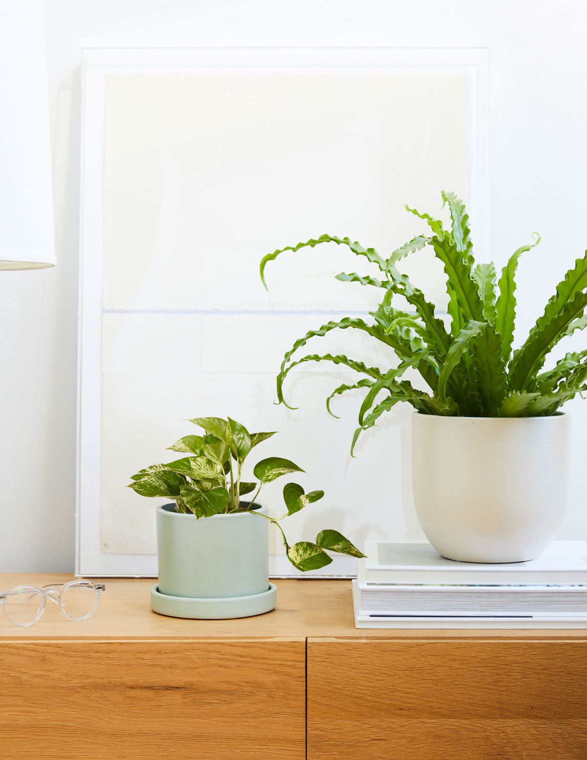 trailing low light indoor plants Fits your Sill: The Trailing Duo