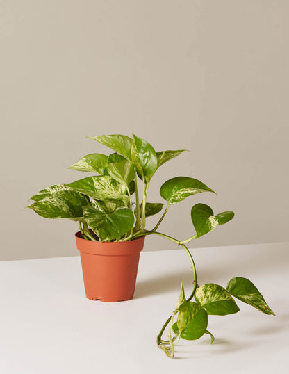 Pothos Marble Queen