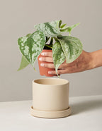 Satin Pothos