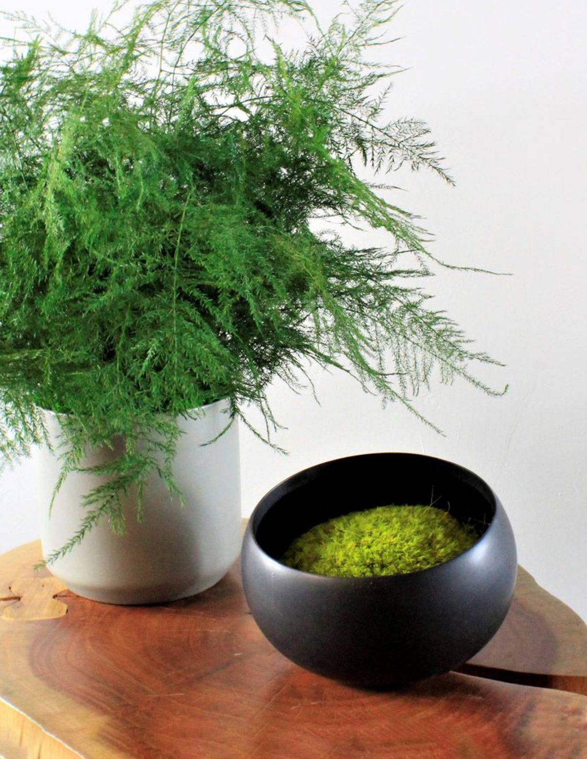 plant pot moss Preserved Moss in Ceramic Bowl
