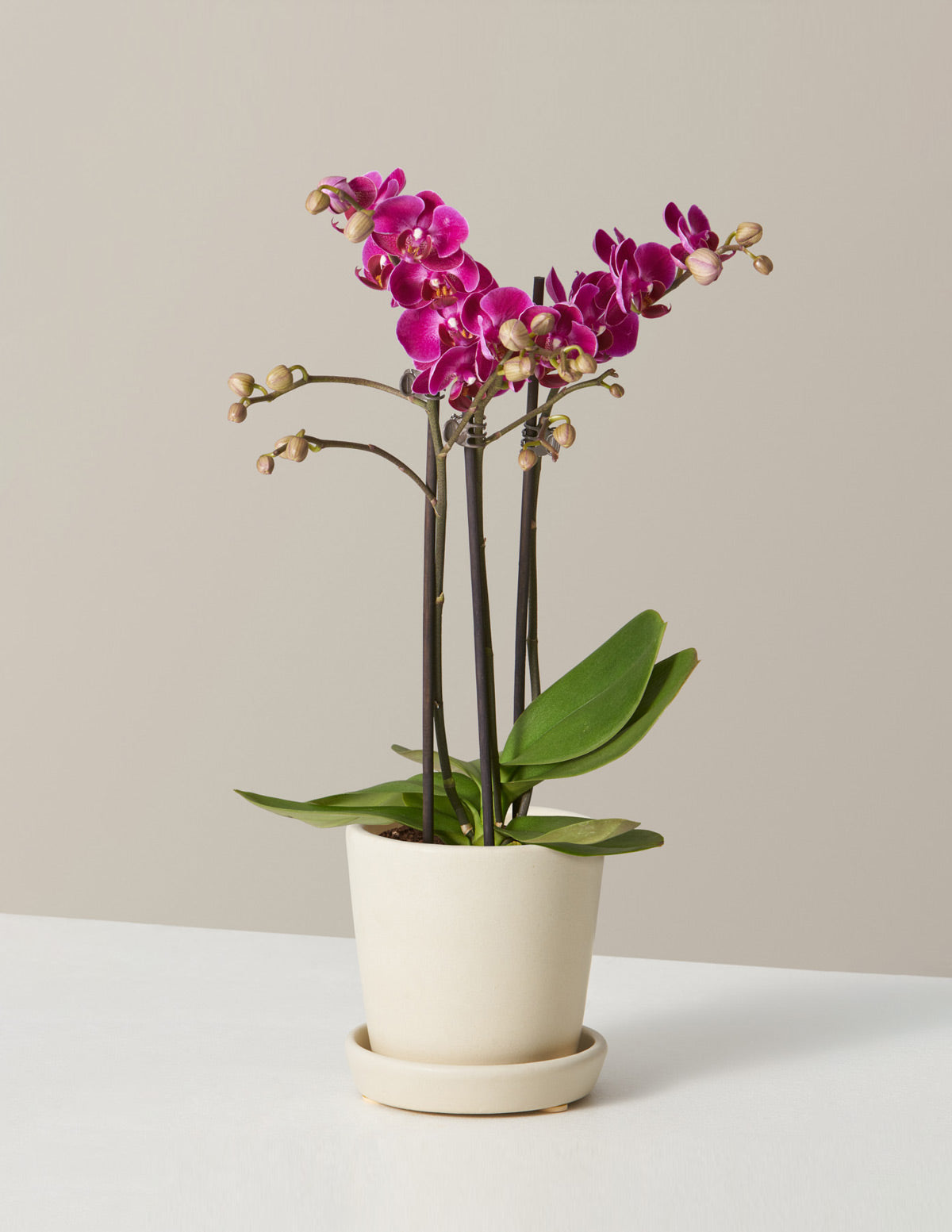 Purple Orchid