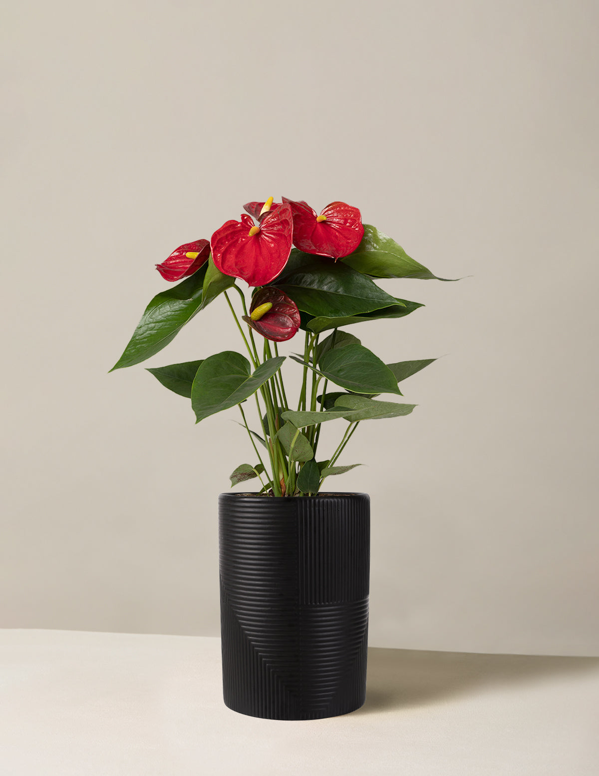 files/the-sill_red-anthurium_blackrockefeller.jpg
