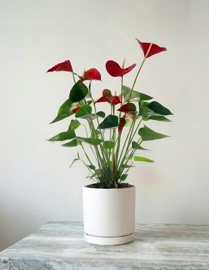 Red Anthurium