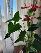 Large Double Anthurium