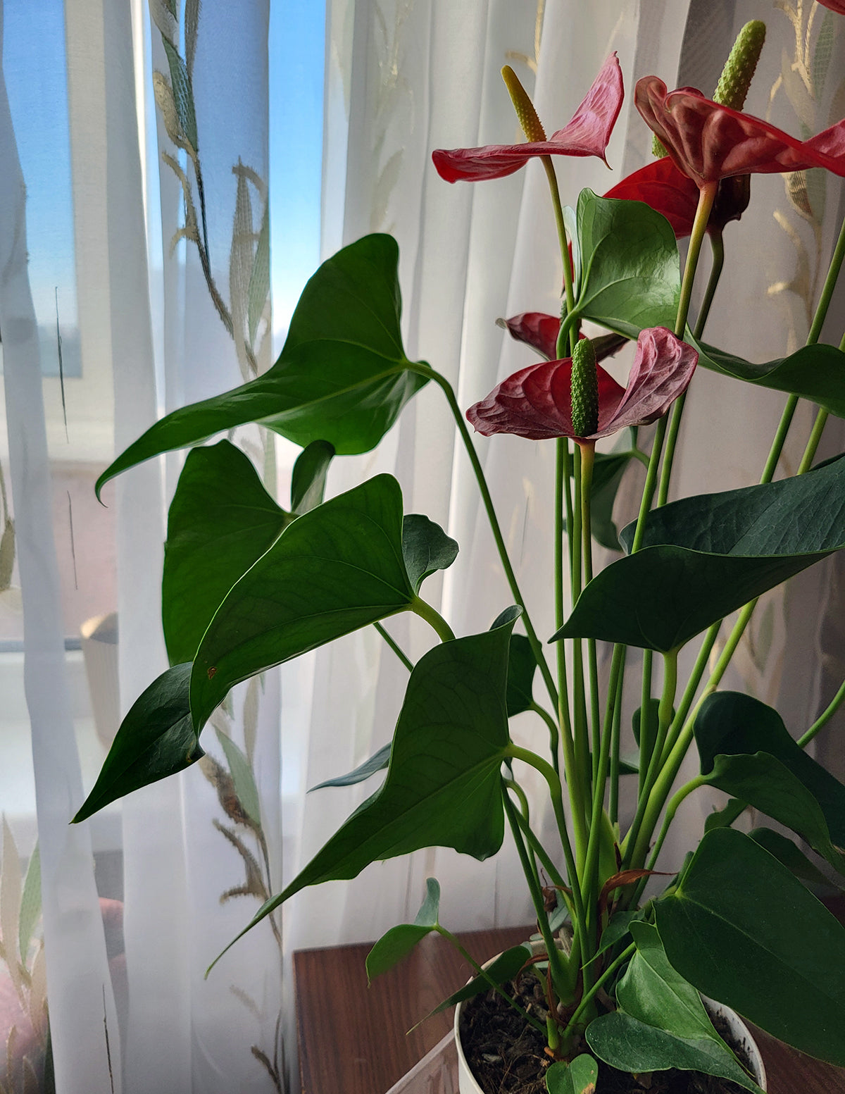 Large Double Anthurium