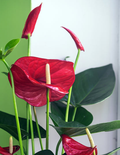 Red Anthurium
