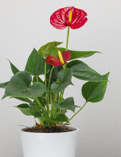 Red Anthurium