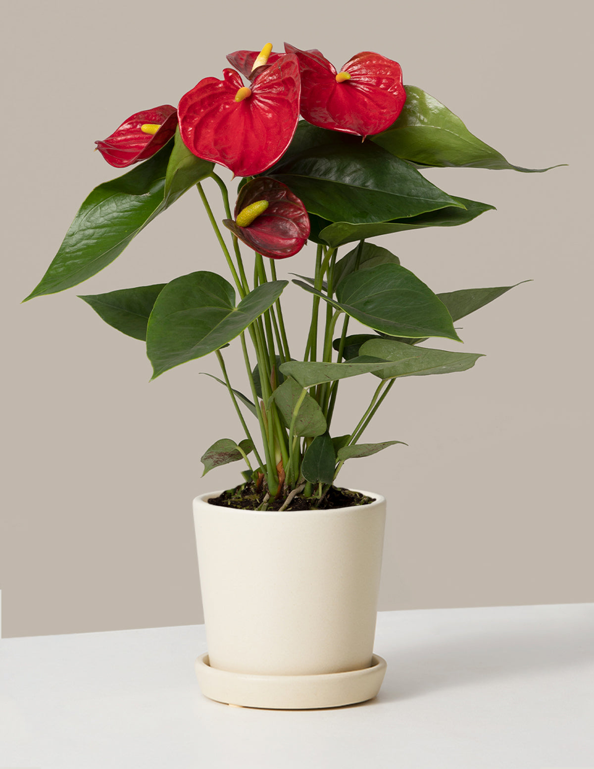 anthurium dutch red Red Anthurium Houseplants, Small in Gold