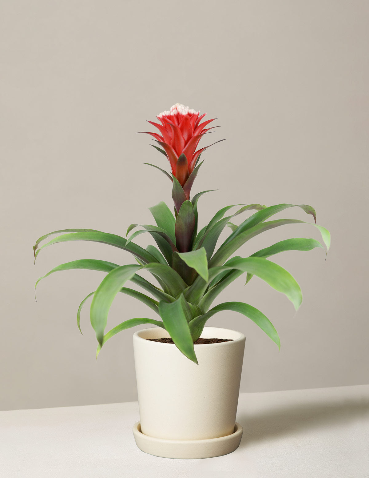 small red flower house plant Bromeliad Red Guzmania Hope Houseplant - Small (14"-18" tall) Grow Pot