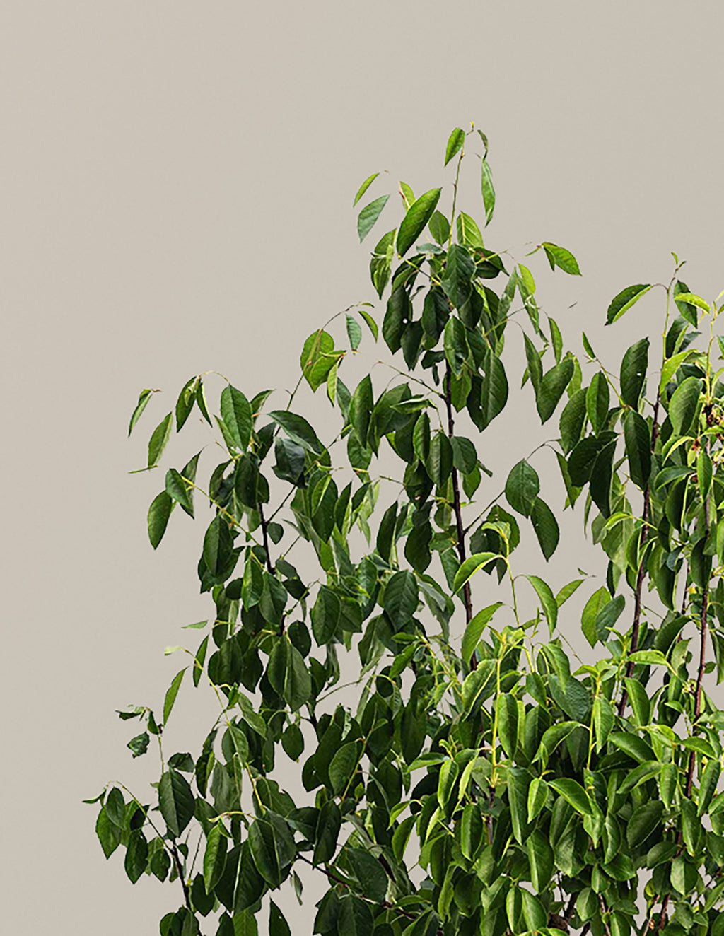 Romeo Cherry Tree