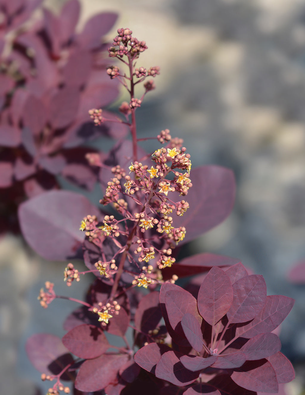 Royal Purple Smoke Bush