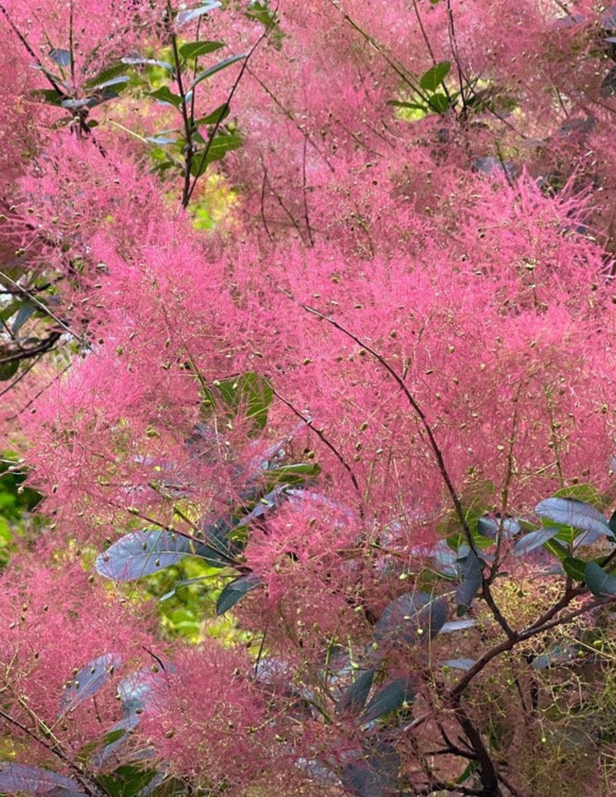 Royal Purple Smoke Bush