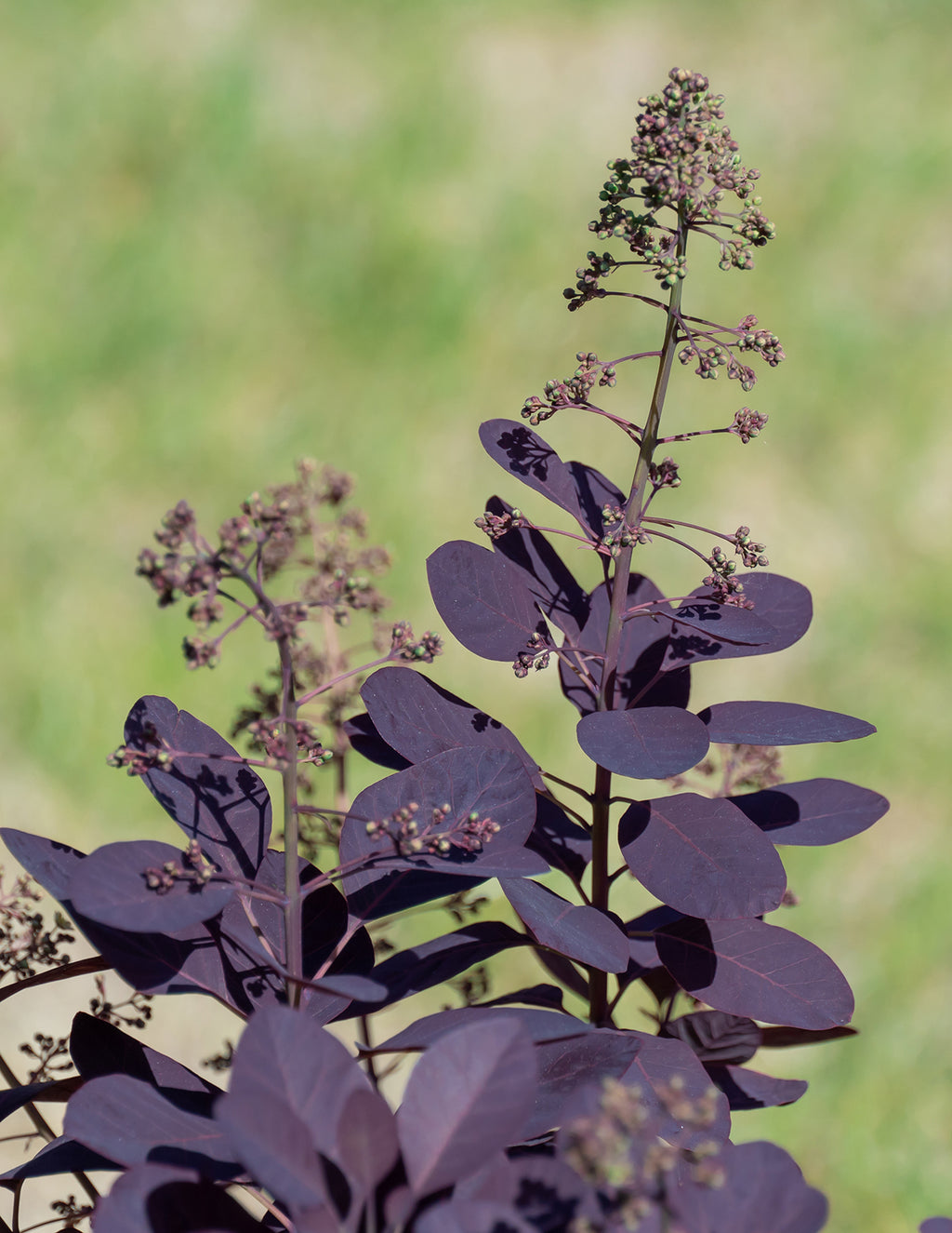 Royal Purple Smoke Bush