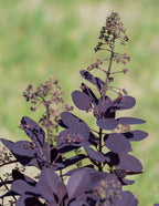 Royal Purple Smoke Bush