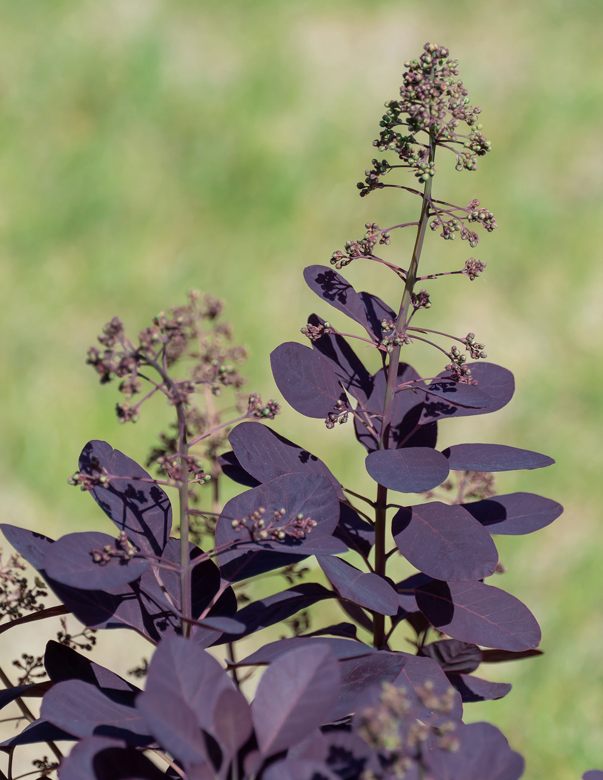 Royal Purple Smoke Bush
