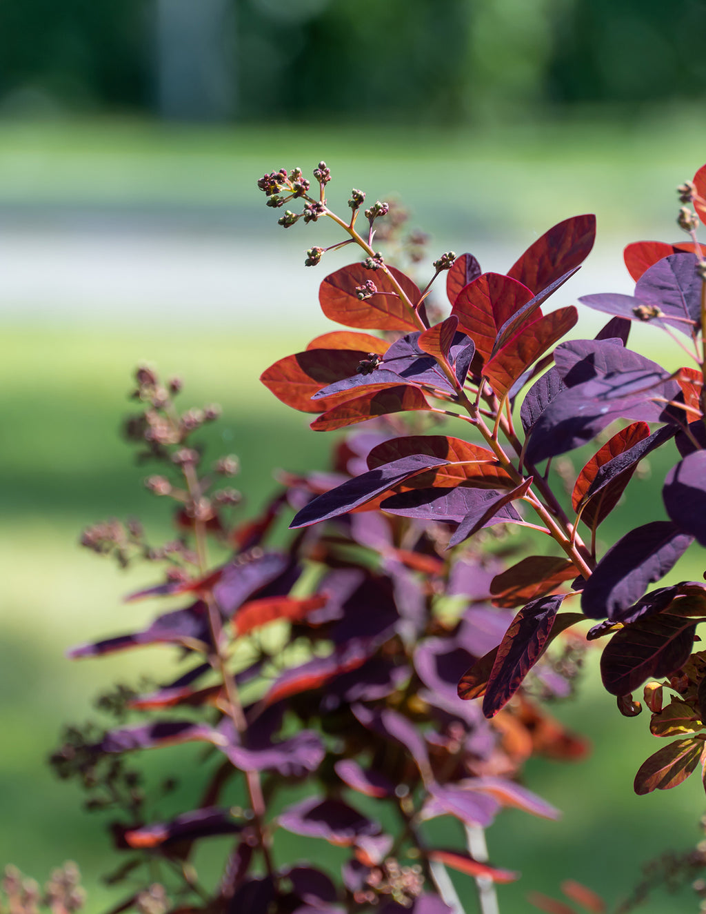 Royal Purple Smoke Bush