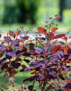 Royal Purple Smoke Bush