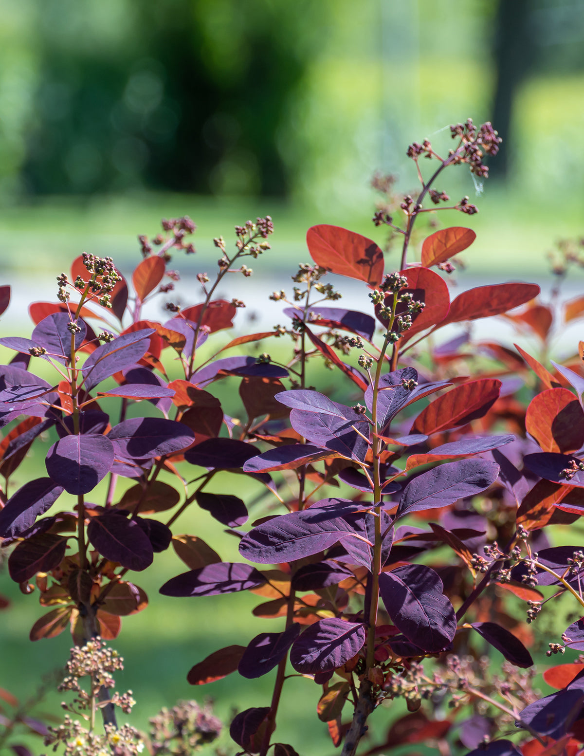 Royal Purple Smoke Bush