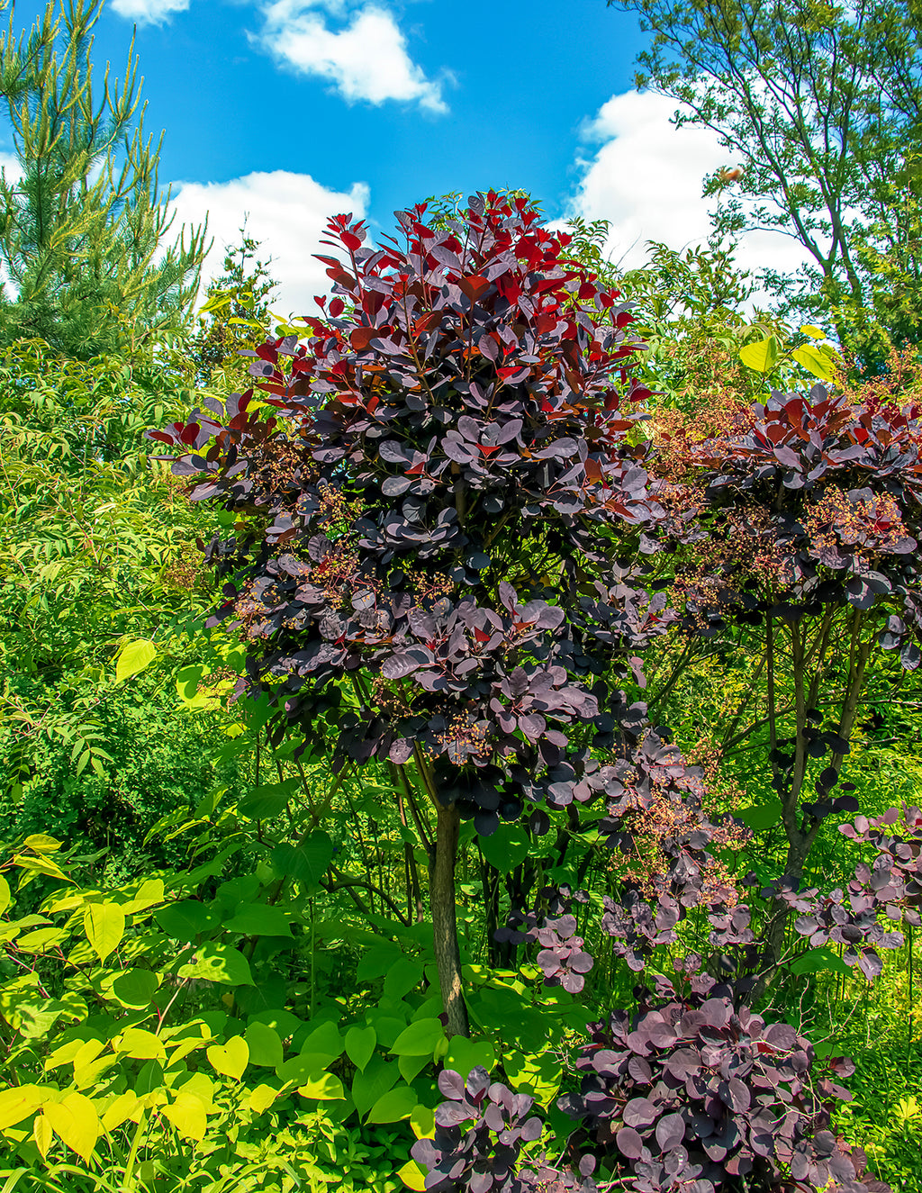 Royal Purple Smoke Bush