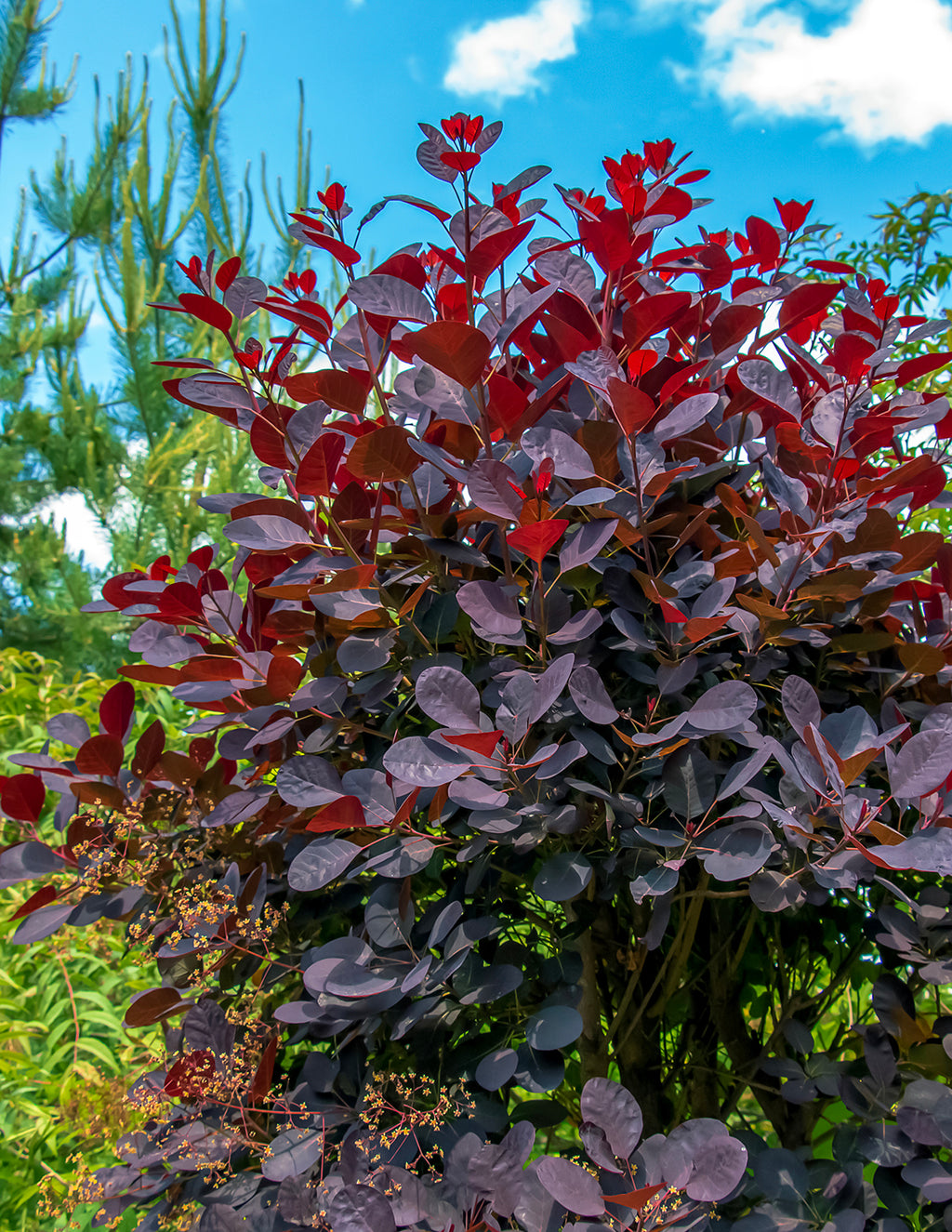 Royal Purple Smoke Bush
