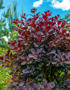 Royal Purple Smoke Bush