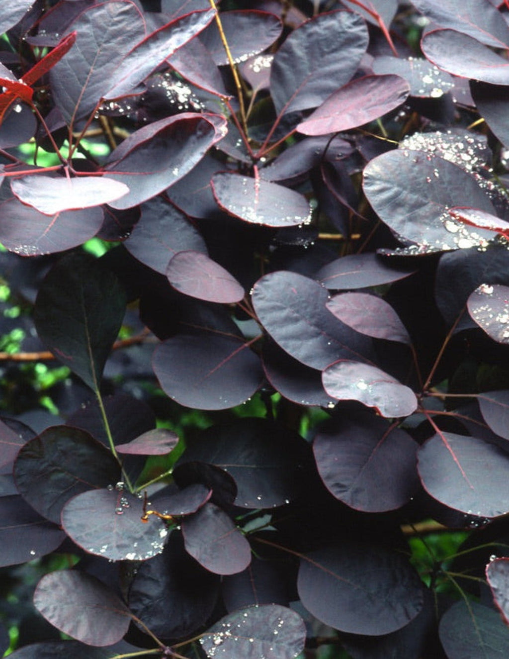 Royal Purple Smoke Bush