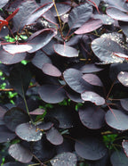 Royal Purple Smoke Bush