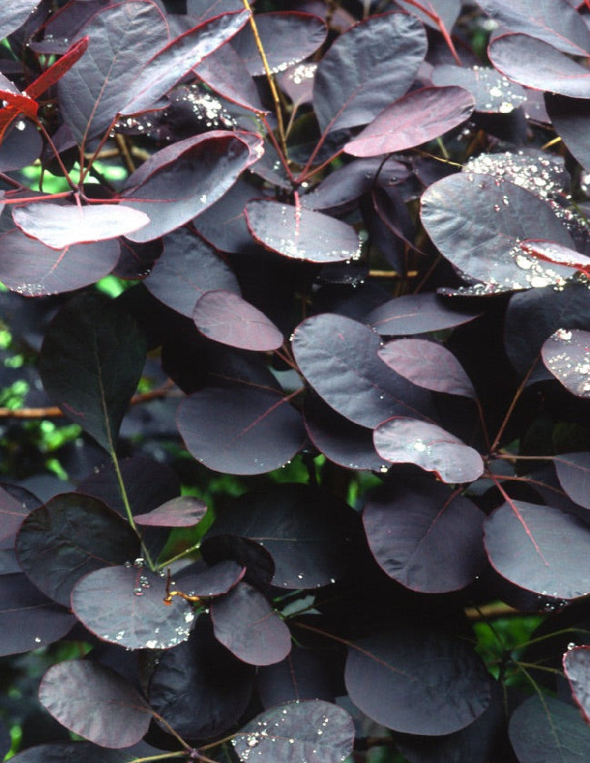 Royal Purple Smoke Bush