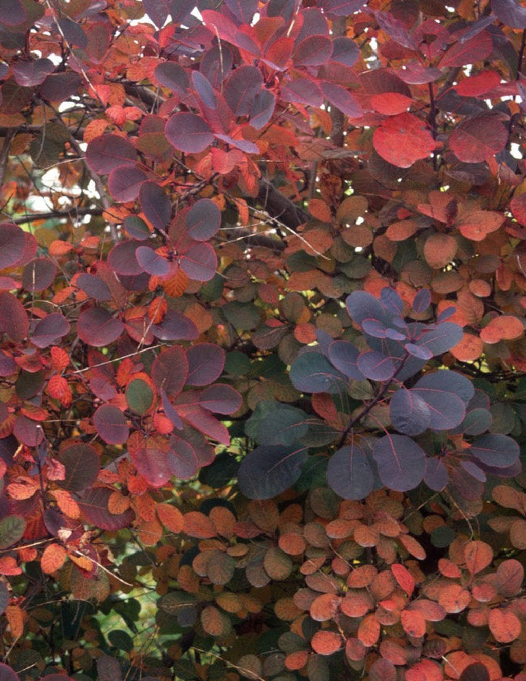Royal Purple Smoke Bush
