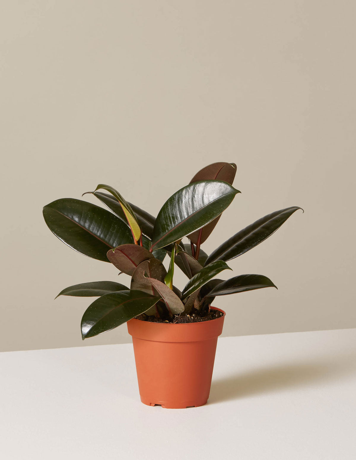 bundle | Medium | Grow Pot