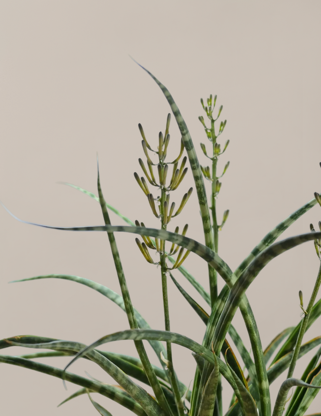 Sansevieria Fernwood