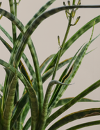 Sansevieria Fernwood