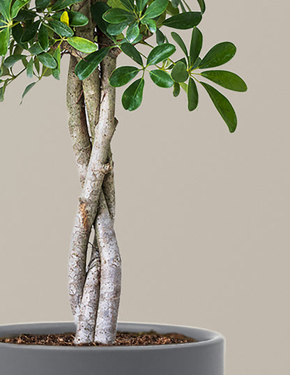 Schefflera Arboricola Braid