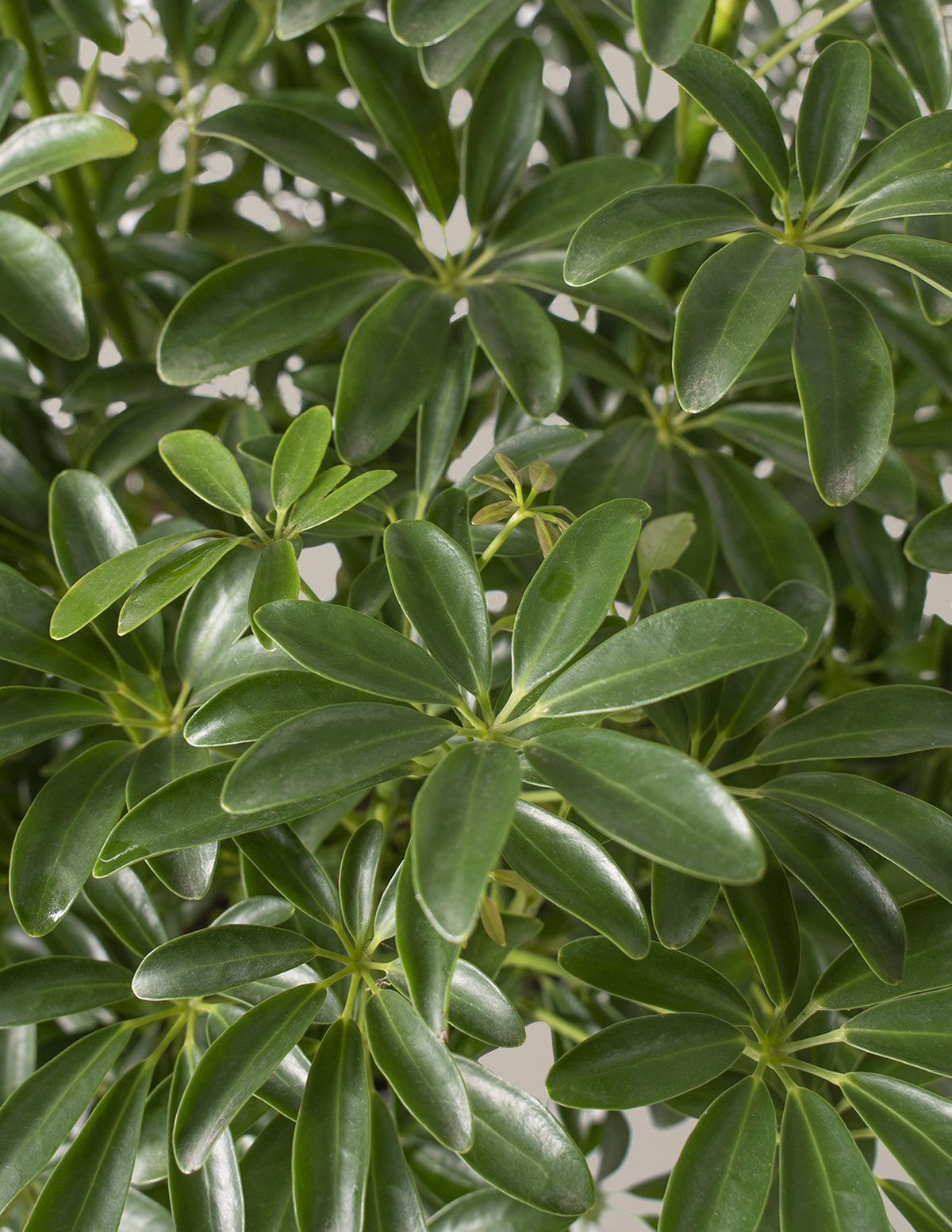 Schefflera Arboricola Braid