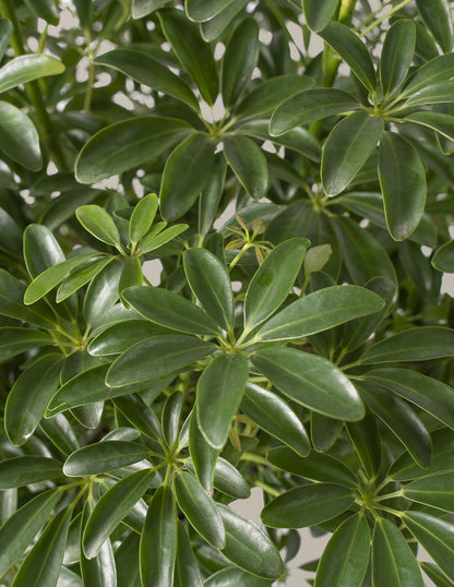 Schefflera Arboricola Braid