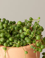 String of Pearls