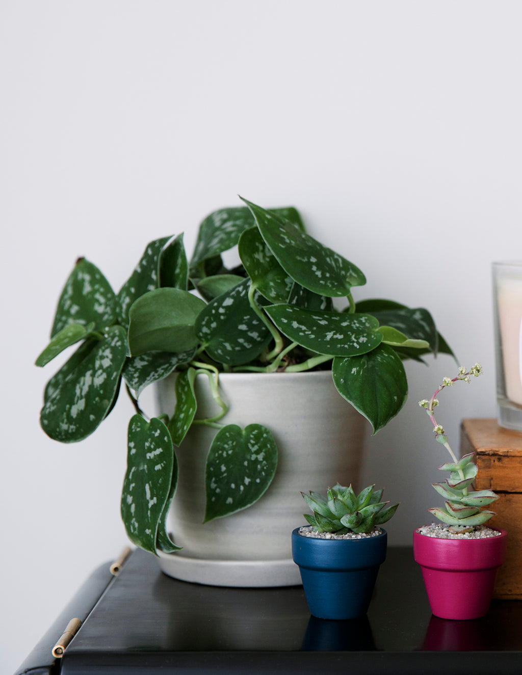 Philodendron Silver