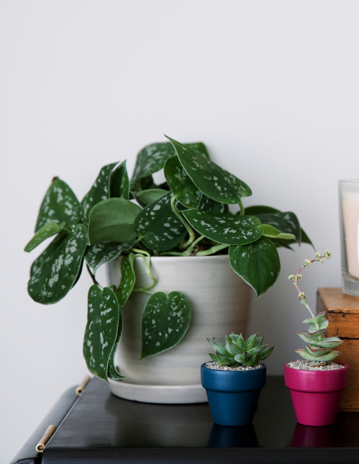 Philodendron Silver